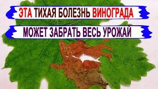  Чтобы не остаться СОВСЕМ без УРОЖАЯ не пропусти ЭТУ НЕЗАМЕТНУЮ болезнь винограда. СЕРАЯ ГНИЛЬ!