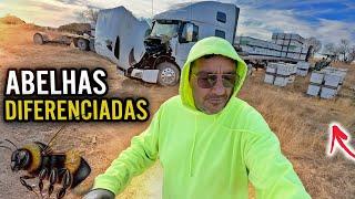 ESSAS ABELHAS SÃO DIFERENCIADAS- ME PERDI CHEGANDO NO CARREGAMENTO- PEGUEI ESTRADAS DE TERRA