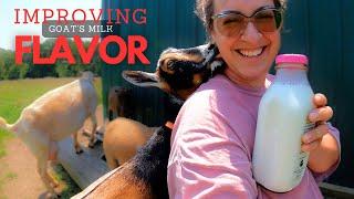 Why Your Goats Milk Tastes "Goaty" (& Practical Solutions) | Dairy Goat VLOG