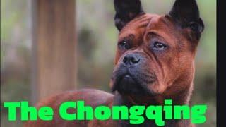 The Chongqing dog