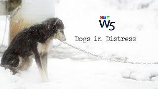 W5: Uncovering the shocking treatment of sled dogs in Canada