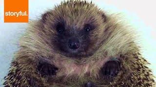 Chubby Hedgehog Is Stuck On Its Back (Storyful, Wild Animals)