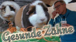 Zahnabrieb bei Meerschweinchen u. Kaninchen / Gesundes Kauverhalten und richtige Abnutzung der Zähne