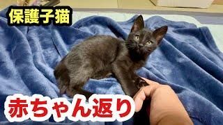 赤ちゃん返りするようなった保護子猫（まだ赤ちゃんか）