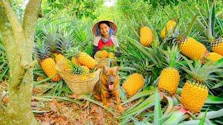 Harvesting Ripe Pineapple Goes To Market Sell - Cooking, Gardening, Daily Life | Tieu Lien