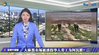 大麻黑农场被诱拐华人劳工为何沉默？