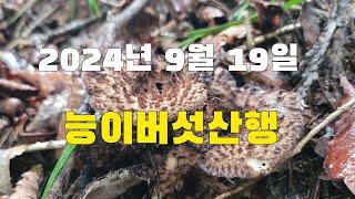 2024년 9월 19일 능이버섯과 약초버섯산행  다녀왔어요