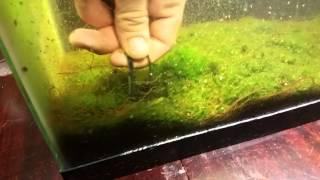 black worm harvesting method using electricity