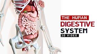 The Human Digestive System - 3D Animated Video