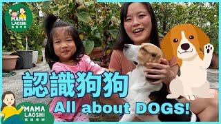 Learning to Care for Pet Dogs 教孩子照顧寵物狗  | Animals for Kids in Chinese 動物中文