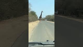 Giraffe on the road