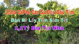 Cần Bán 3,5ha CàPhê Cao Su Dâu Tằm Điều 3 ao bám suối gần UBX Trường Cấp 1-2