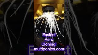 Is THIS the best way to #clone #plants ? #aero #roots #diy #propagation
