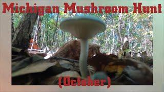 Michigan Mushroom Hunt - October