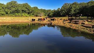 North Texas Ranch For Sale ~ 444ac Near Jacksboro TX