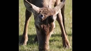 Photo Record of a Red Stags Antler Growth