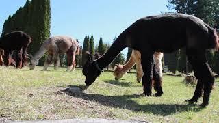 Nature Break | Alpacas in Oregon Fields