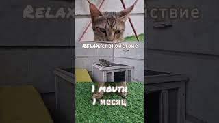 kittens 1 mouth #pets #cute #funny #душавдушу #carpy #cat #shorts #kitten #kittenscute #mouth