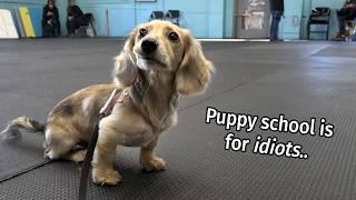 Ep #7: it's a Daphne Day! - Cute Dachshund Puppy Vlog