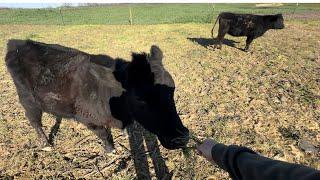 Corn, Storm, and Cattle