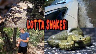 Herping adventure in Arizona - Fenix PD36R Flashlight Helps find those snakes!