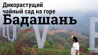 Дикий чайный сад в джунглях. Гора Бадашань, Юньнань