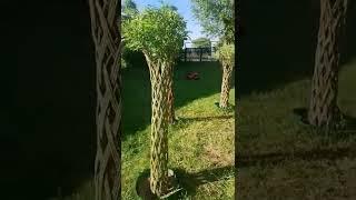 Тверская ива. Плетёные деревья из ивы. Ивовая пальма. Русская пальма из ивы.