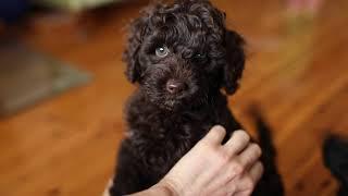 Christmas Toy Cavoodle Puppies - Sydney, Australia