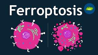 Ferroptosis: A Hidden Cell Death Pathway I Basic Science Series