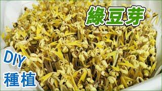 【綠豆芽生長日記】~抗疫在家種豆芽，一週即收穫，療愈系！|韭菜炒豆芽|種植過程全分享！