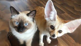 What does the fennec fox do in the house