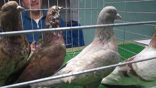 Judging Flying Rollers Faircount Pigeon Show