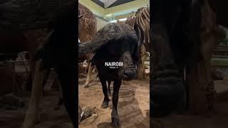 Nairobi  #nairobi #kenya #travel #explore #africa #youtube #shorts