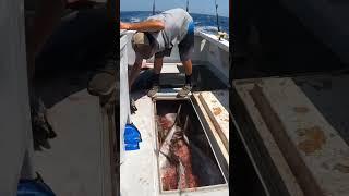 HUGE Tuna Fills HUGE Fish Box! #shorts