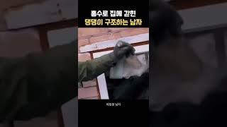 홍수로 갇힌 댕댕이 구조