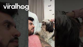 Puppy Asks Man to Play in a Cute Way  || ViralHog