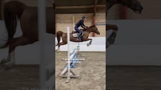 ️‍🩹️‍ #equestrian #horse #horses #pony #pferde #cheval #hest #trending #funny