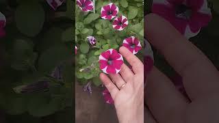 Петуния вегетативная в кашпо ! Очаровательная!