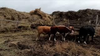 Подготовка к зиме укрыл клубнику, быки не хуже Тихона и Барина.