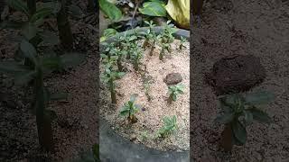 Adenium seedling #shorts #short #youtubeshorts #youtube #viral #garden #gardening #adenium #hobby