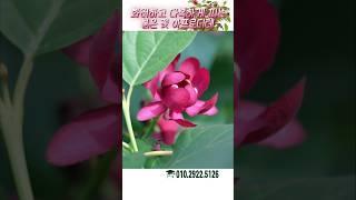 향긋한 냄새와 화려한 꽃의 조화 자주받침꽃 아프로디테를 추천합니다 #가드닝 #정원 #정원꾸미기