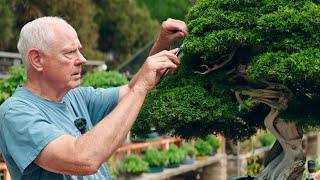 The Newest Public BONSAI COLLECTION in the US | Aldridge Botanical Gardens