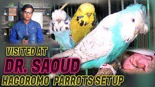 Visited At Dr Saud Hagoromo Parrots Setup 2018 (Jamshed Asmi Informative Channel) In Urdu/Hindi