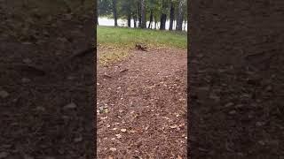 About a squirrel with a torn ear