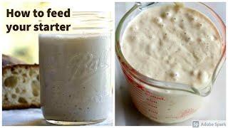 How to feed your sourdough starter