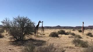 Giraffes