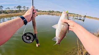 Saltwater FLY Fishing for Striped Bass! [Catch, Clean, Cook] On the Chesapeake Bay