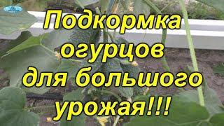 Огурцы- подкормка для БОЛЬШОГО урожая!