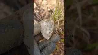 비올때는 수정캐기!우중 언양탐사!반짝이는 돌에 미친넘!  #korea #quartz #crystal #skeleton  #raining #milk #crazy stone