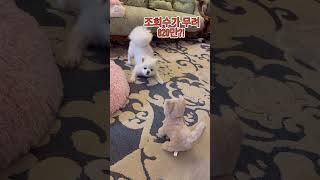 이영상 보셨나요? 조회수가 820만!! #샤샤의하루 #doglover #dogshorts